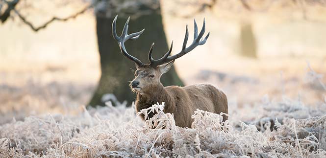 stag in winter - richmond park london